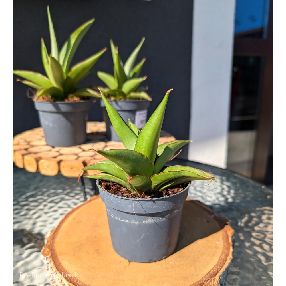 Sansevieria Platinum Crown