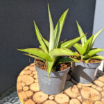 Sansevieria Platinum Crown