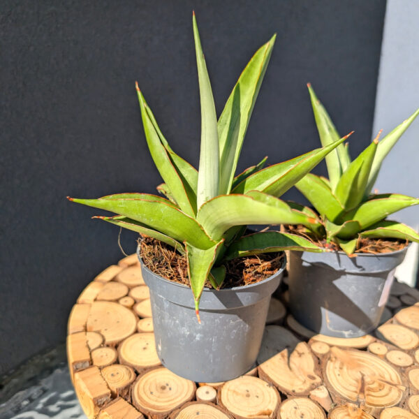 Sansevieria Platinum Crown