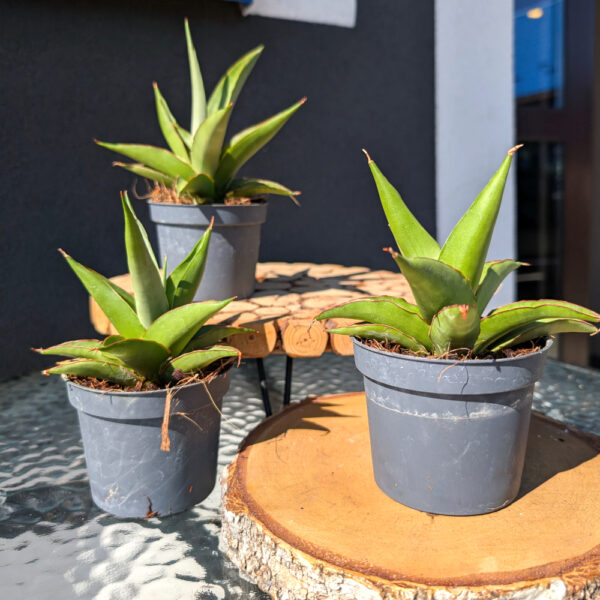 Sansevieria Platinum Crown