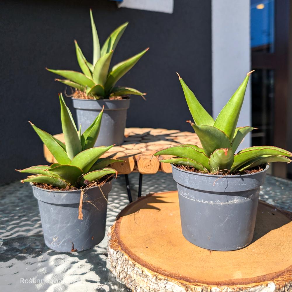 Sansevieria Platinum Crown