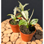 Spathiphyllum Sensation variegata