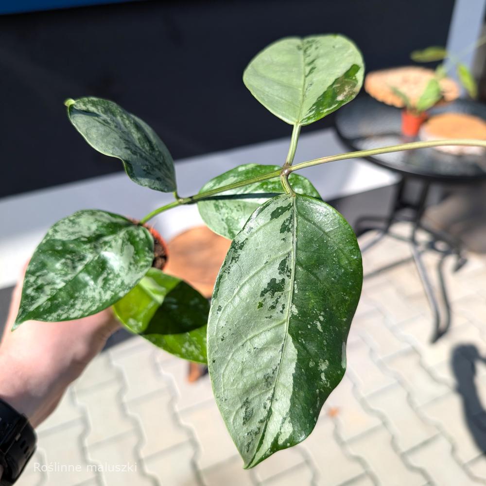 Hoya Coriacea Silver
