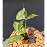 Hoya Coriacea Silver