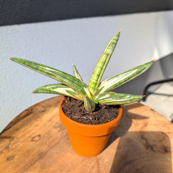 Sansevieria Lavranos Blue Clone