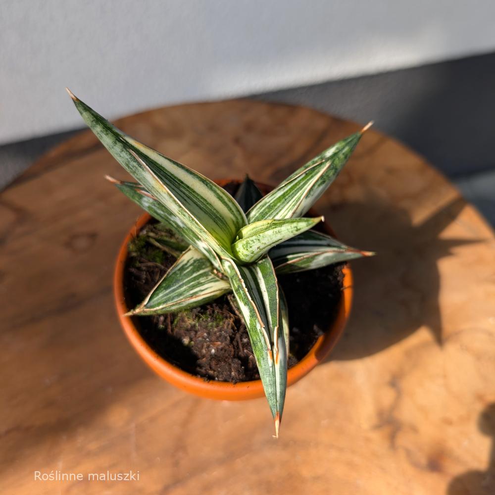 Sansevieria Lavranos Blue Clone