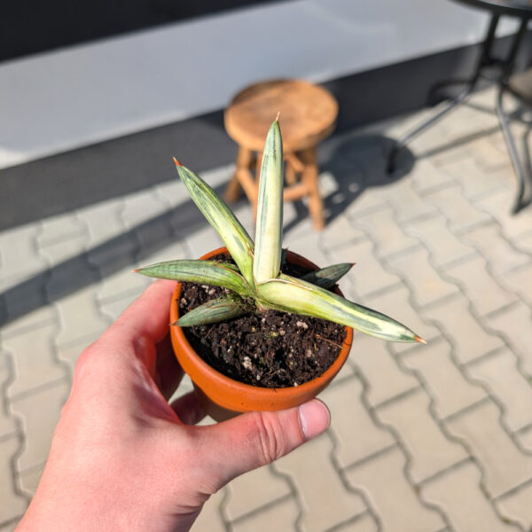 Sansevieria Lavranos Blue Clone