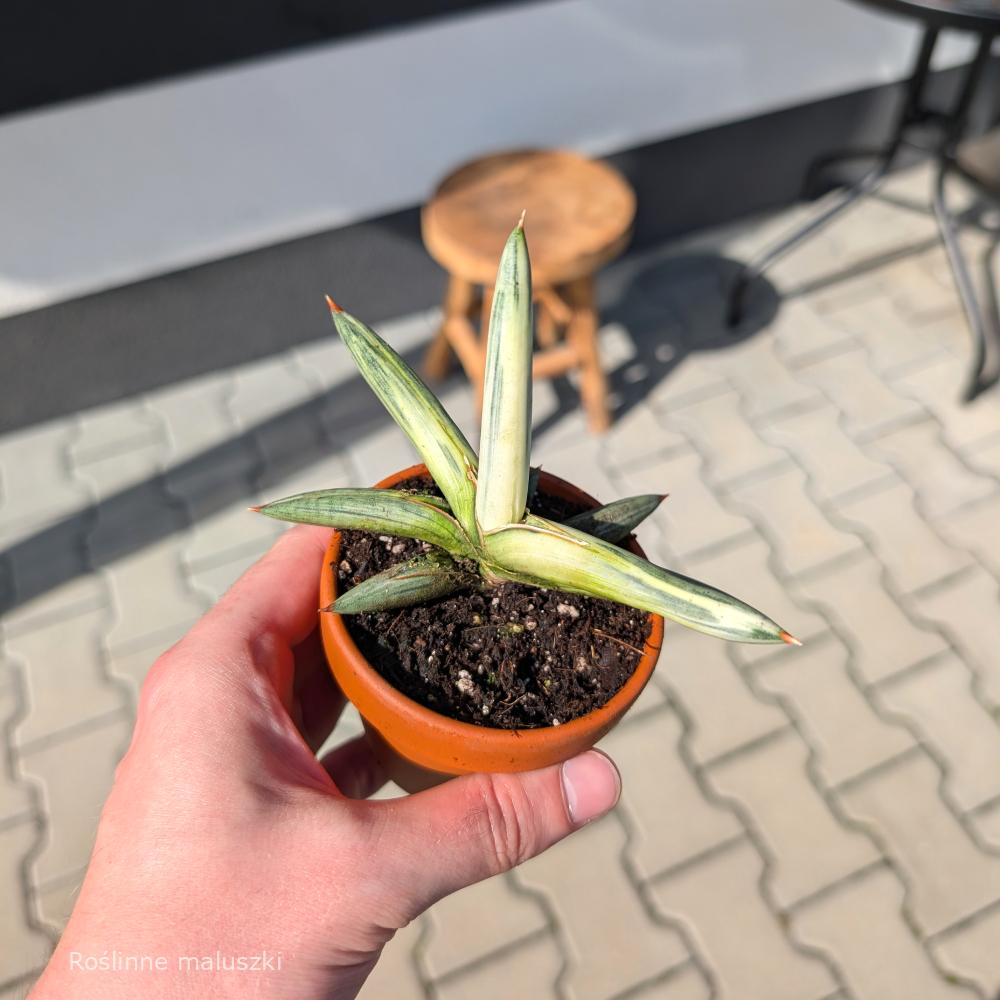Sansevieria Lavranos Blue Clone