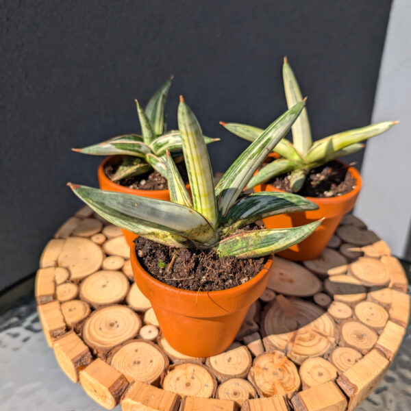 Sansevieria Lavranos Blue Clone