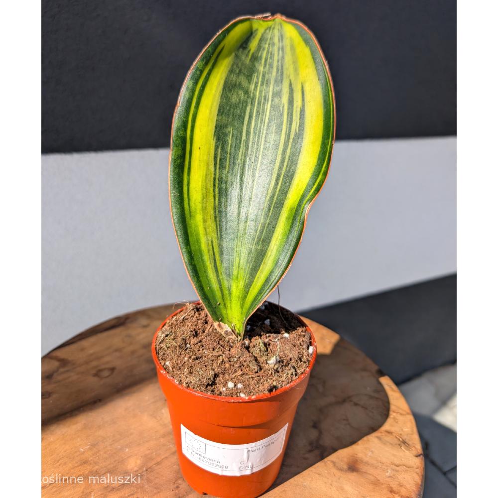 Sansevieria Masoniana Variegata