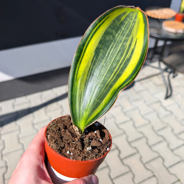 Sansevieria Masoniana Variegata