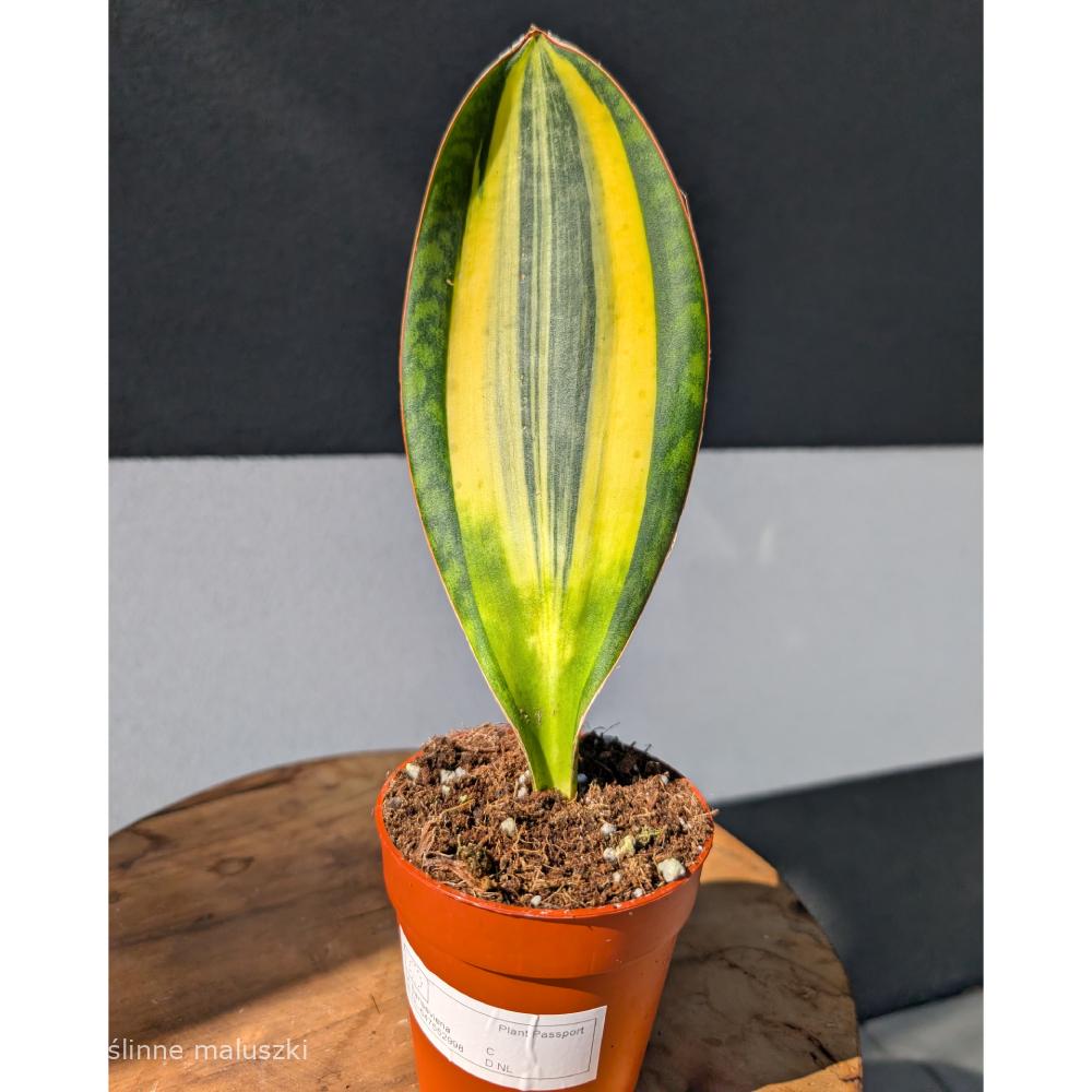 Sansevieria Masoniana Variegata