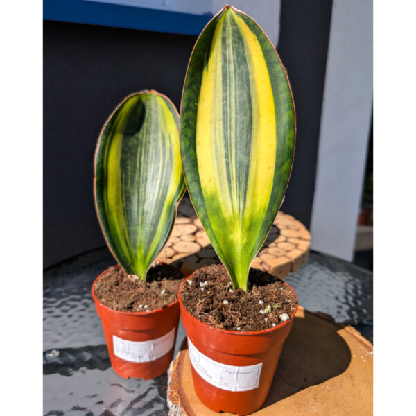 Sansevieria Masoniana Variegata Sansevieria Masoniana Variegata