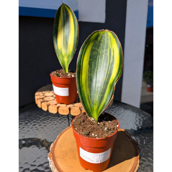 Sansevieria Masoniana Variegata