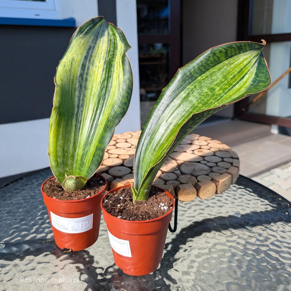 Sansevieria Bruda Variegata