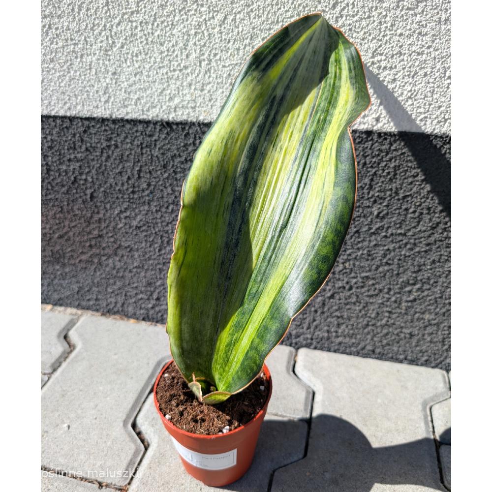 Sansevieria Bruda Variegata