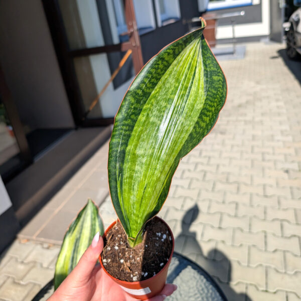 Sansevieria Bruda Variegata