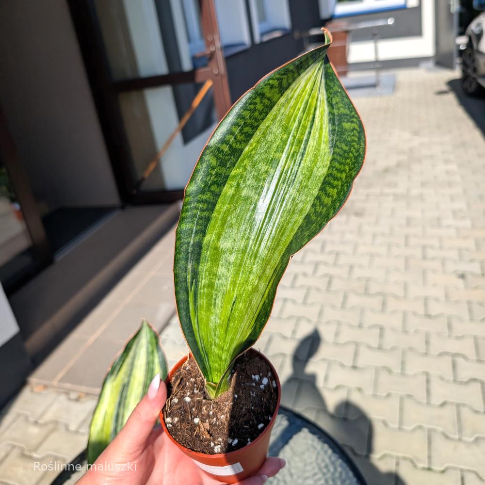 Sansevieria Bruda Variegata