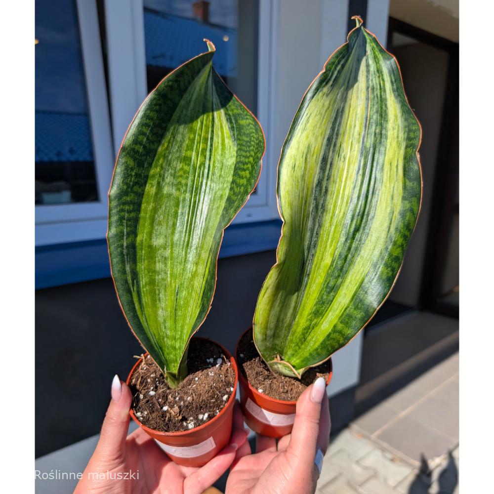 Sansevieria Bruda Variegata