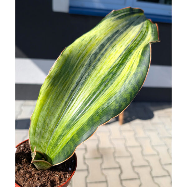 Sansevieria Bruda Variegata