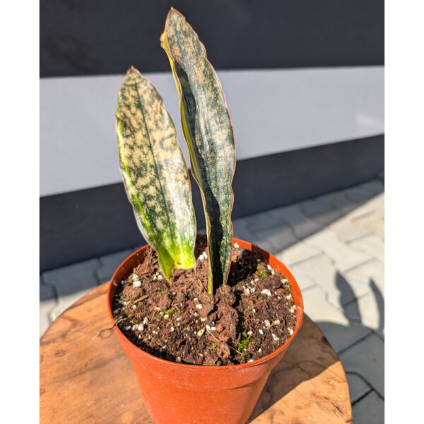 Sansevieria Kirkii Coppertone Variegata