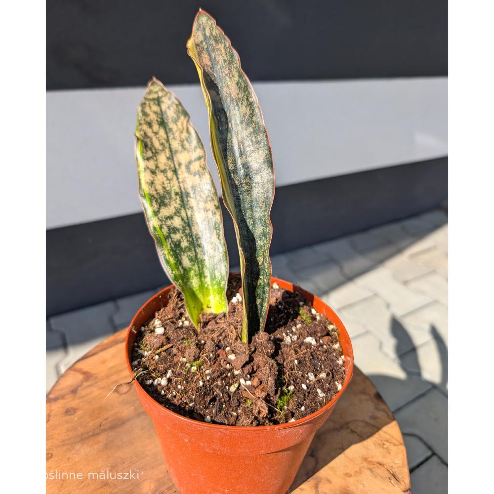 Sansevieria Kirkii Coppertone Variegata
