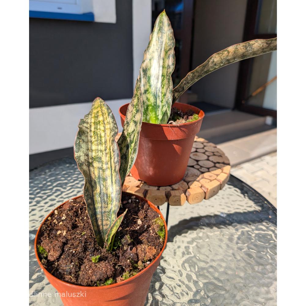 Sansevieria Kirkii Coppertone Variegata