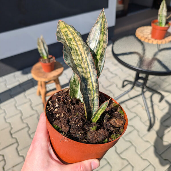 Sansevieria Kirkii Coppertone Variegata