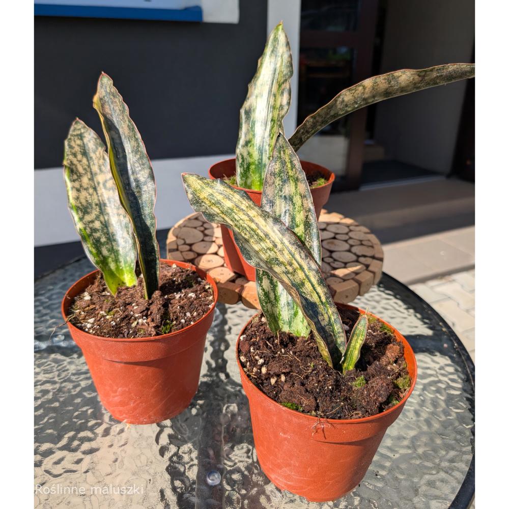 Sansevieria Kirkii Coppertone Variegata