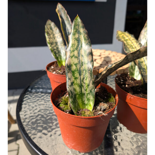 Sansevieria Kirkii Coppertone Variegata