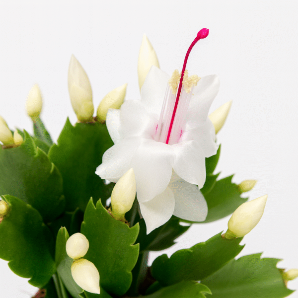 Schlumbergera-grudnik BIAŁY Ø9cm.