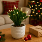 Schlumbergera-grudnik BIAŁY Ø9cm.