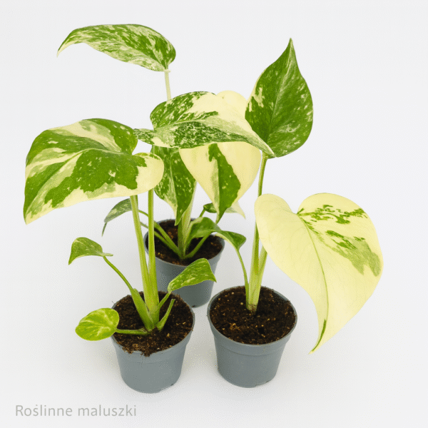 Monstera deliciosa Creme Brulee Ø6cm.