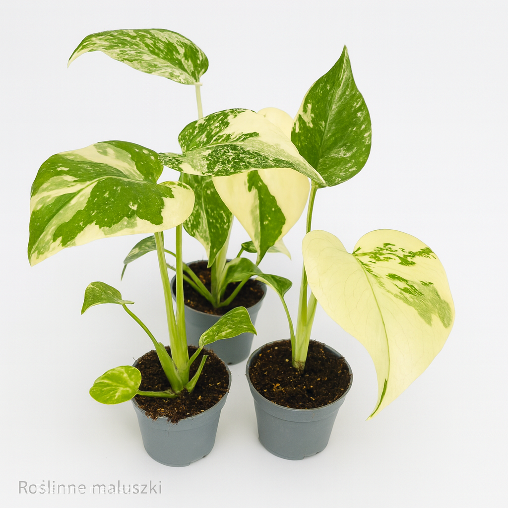 Monstera deliciosa Creme Brulee Ø6cm.