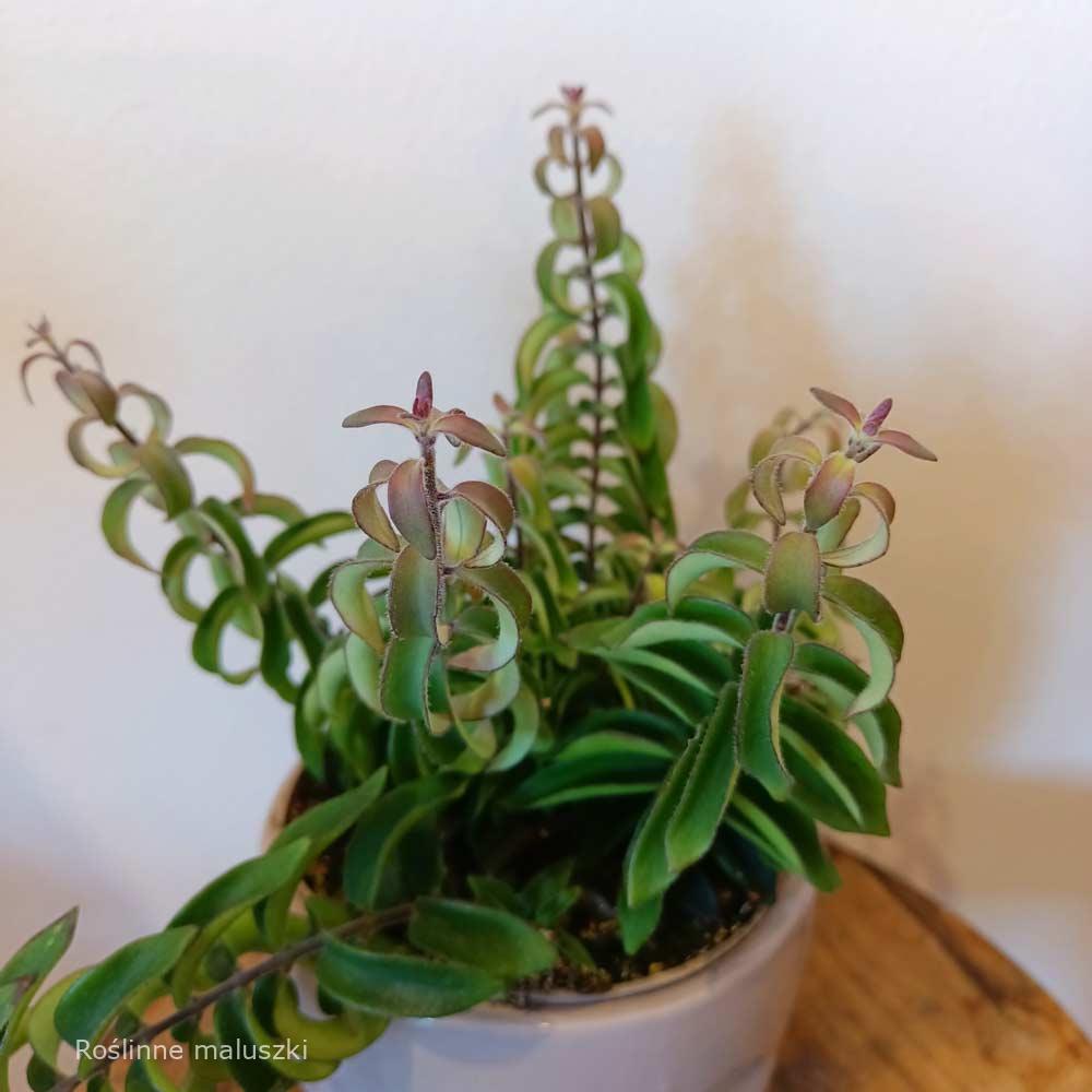 Aeschynanthus Twister Ø12cm