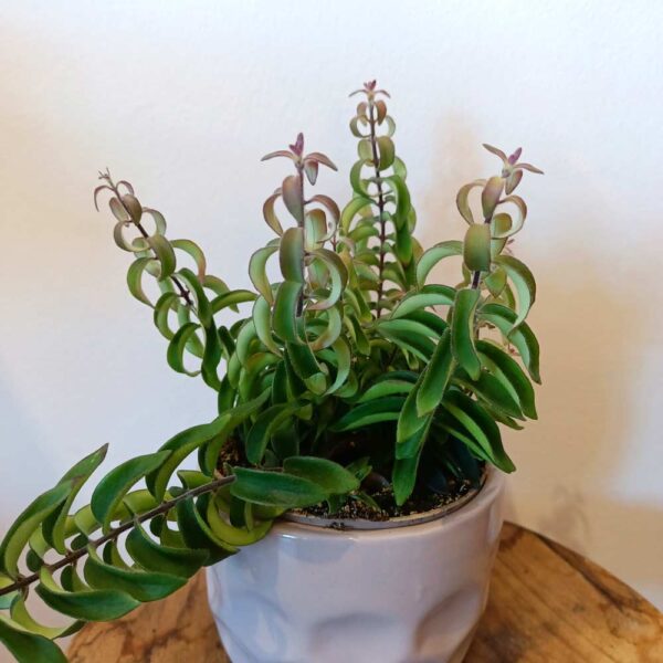 Aeschynanthus Twister Ø12cm