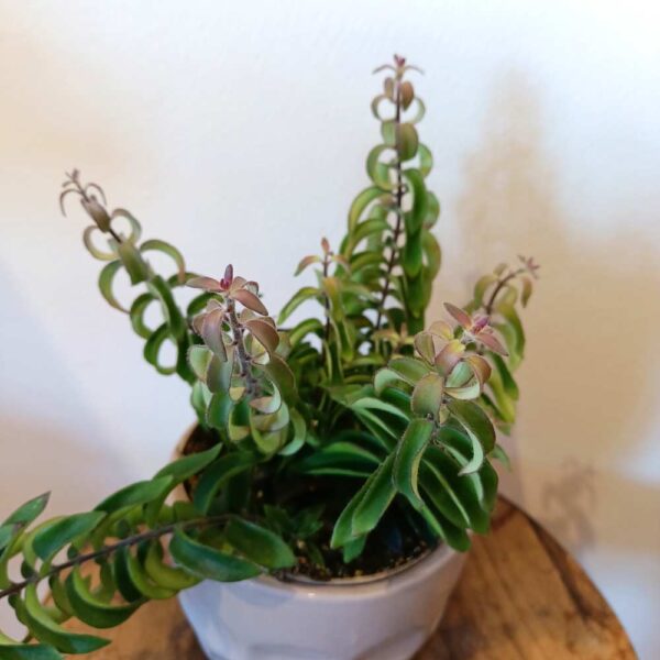 Aeschynanthus Twister Ø12cm