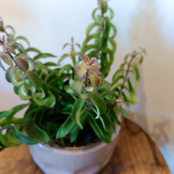 Aeschynanthus Twister Ø12cm