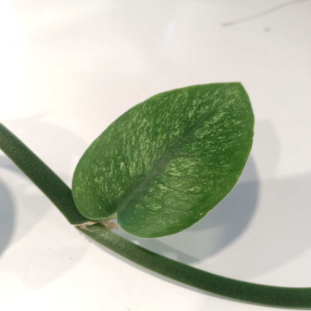 Rhaphidophora hongkongensis Variegata