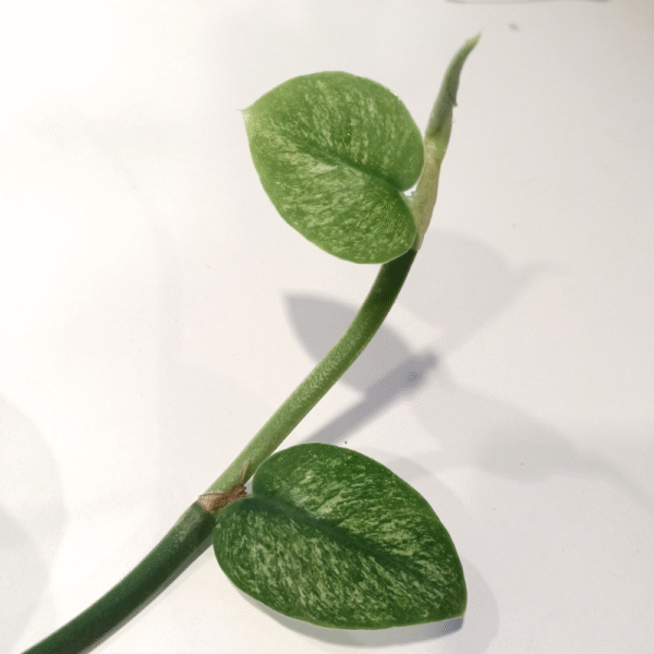 Rhaphidophora hongkongensis Variegata