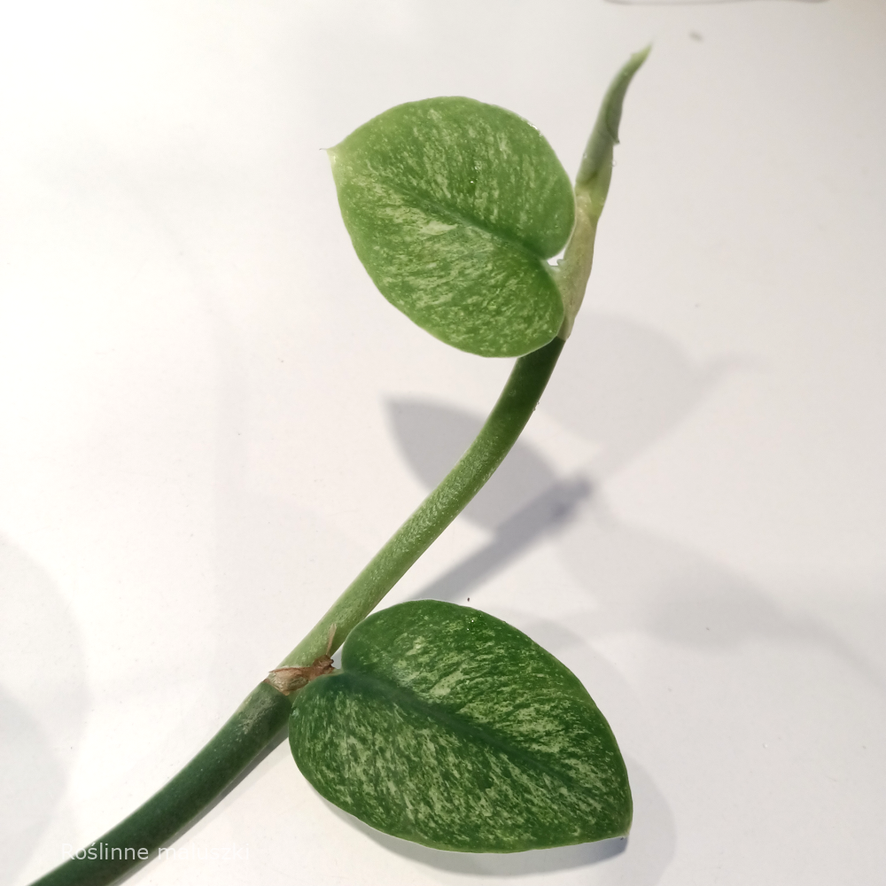 Rhaphidophora hongkongensis Variegata