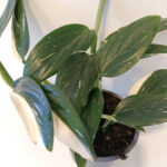 Monstera standleyana Variegata