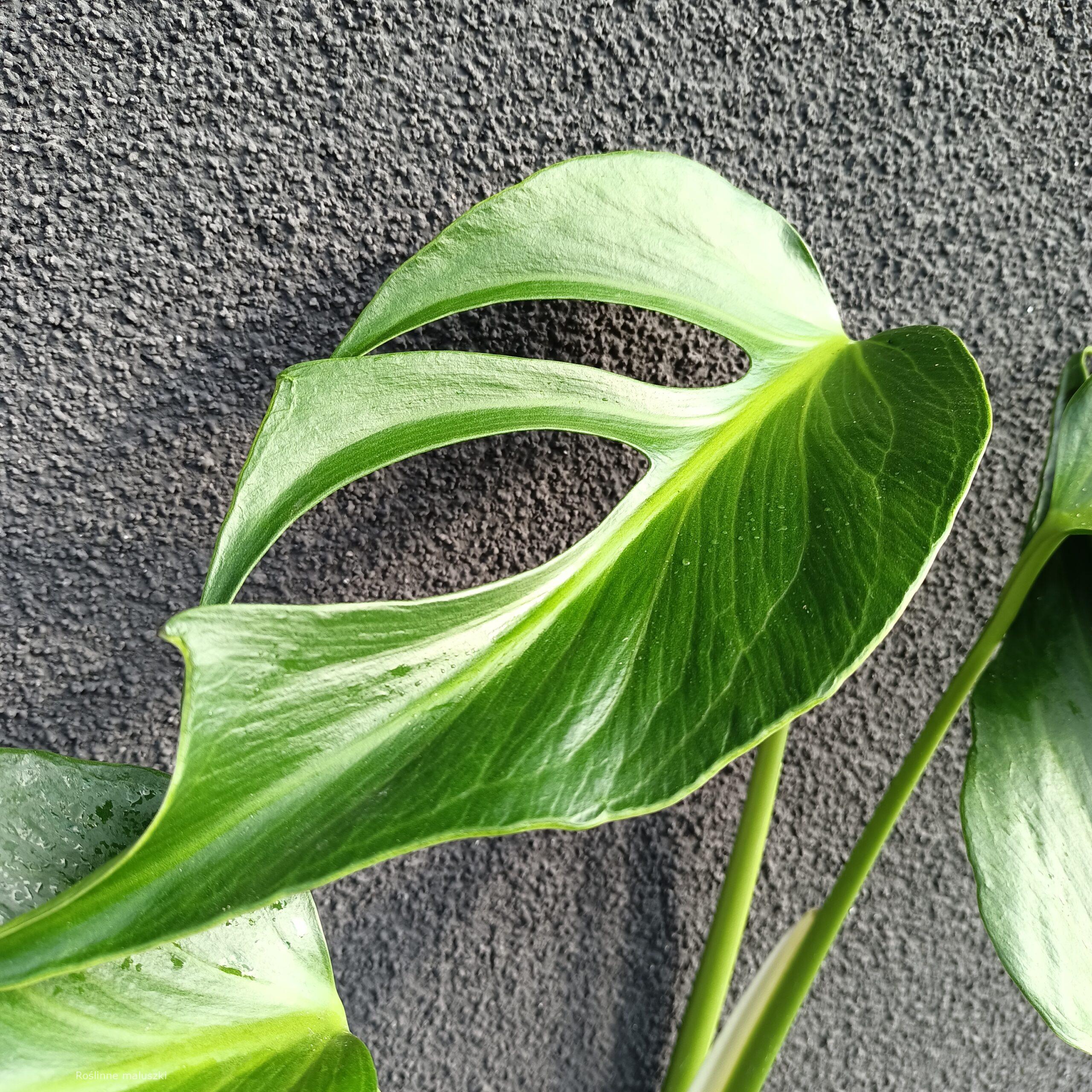 Monstera Burle Marx Flame