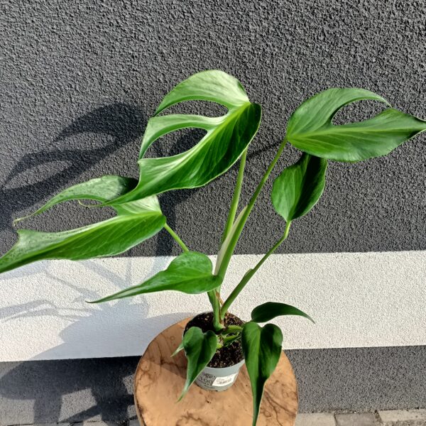 Monstera Burle Marx Flame