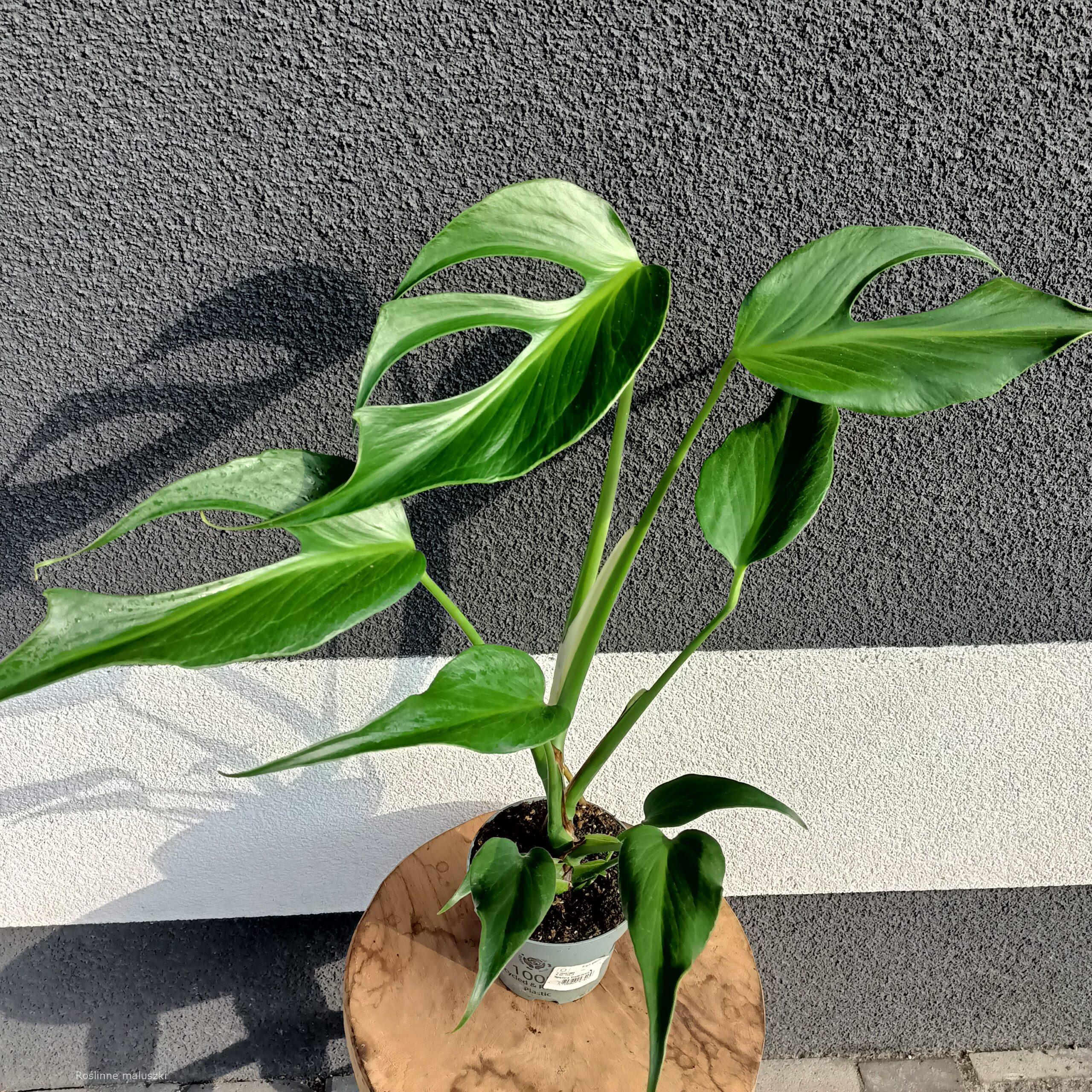 Monstera Burle Marx Flame