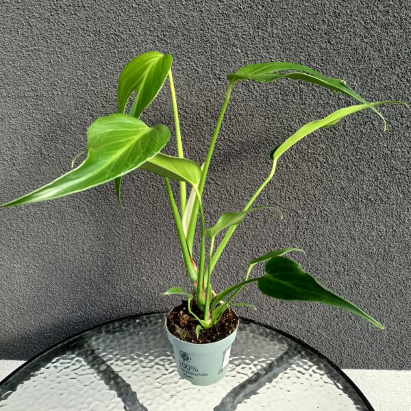 Monstera Burle Marx Flame