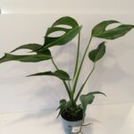 Monstera Burle Marx Flame