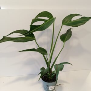 Monstera Burle Marx Flame