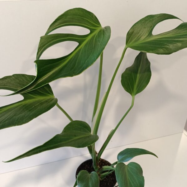 Monstera Burle Marx Flame