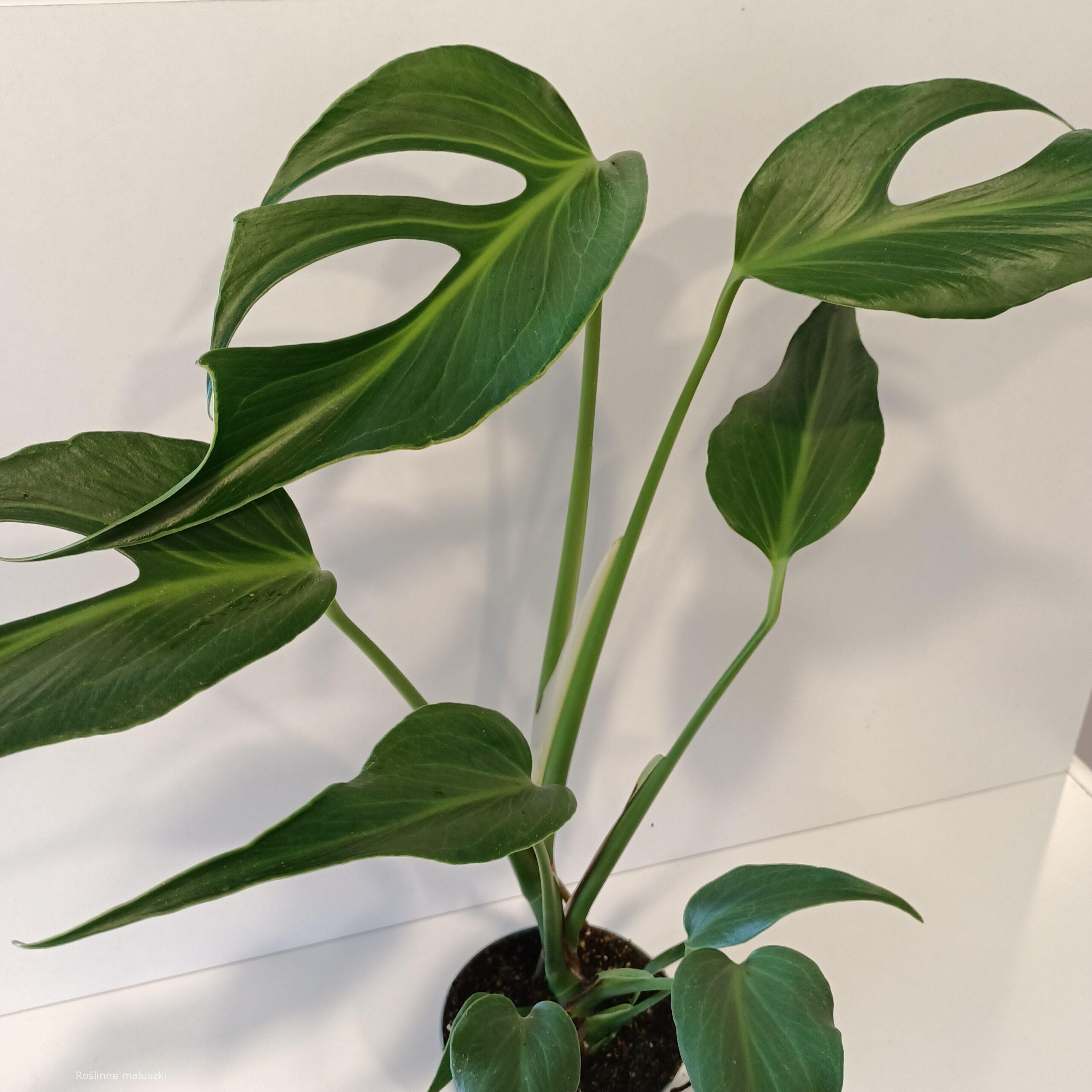 Monstera Burle Marx Flame